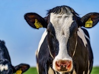 世界初、水上のデジタル酪農施設で牛の飼育が開始される、気候変動に左右されない環境（オランダ）