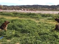 「どう、少しは涼しくなった？」相棒の犬にホースで水をかけてやるクマ―