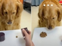 絶対に納得いかないんだから！スリーシェルゲームで当てたのに？騙された愛犬、最後に抗議の気持ちを表す