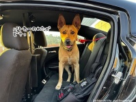 高速道路でさまよっていた迷子の犬を警察が保護。パトカーに乗せるとうれし顔