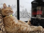 猫「あぁストーブ最高、マジでたまらんわぁ」