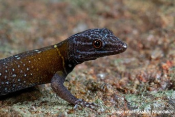 体に星空をまとった新種のヤモリ、絵画「星月夜」を描いたゴッホにちなんだ名前がつけられる