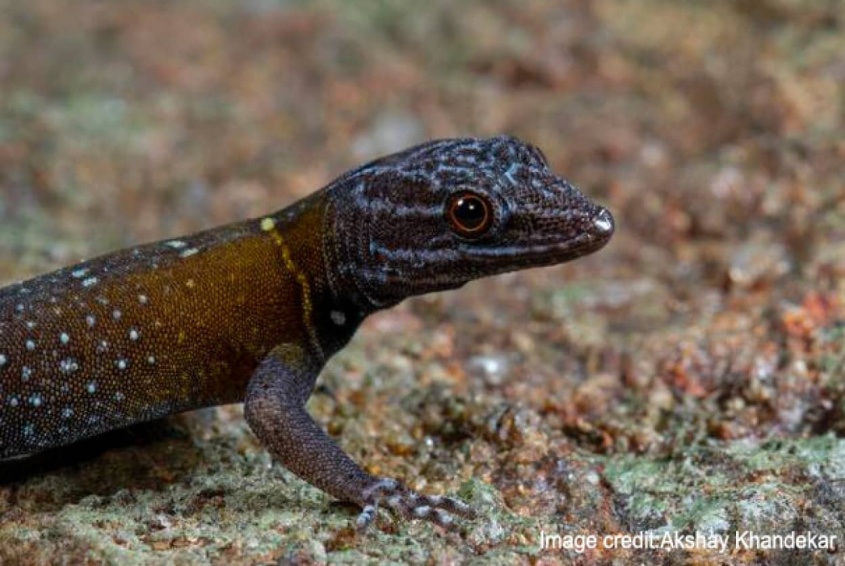 体に星空をまとった新種のヤモリ、絵画「星月夜」を描いたゴッホにちなんだ名前がつけられる