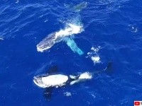 水中最強のシャチが獲物であるクジラを助ける。体に絡みついたロープをほどいて去っていく