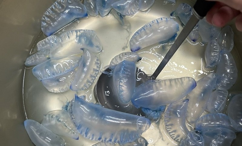 「猛毒クラゲ」カツオノエボシを煮て食べてしまった猛者現る　→クラゲ飼育員「絶対にお勧めしません」
