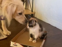 孤児となった子猫たちをやさしくお世話するゴールデンレトリバーのポピーさん