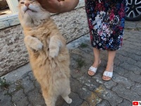 トルコの猫の人懐っこさよ！まだ帰らないでと猛烈スリスリを展開中