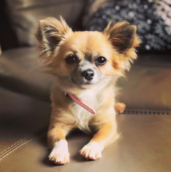 家族が中にいるかもしれない！一度は救出されたものの燃え盛る車の中に飛び込んでいったチワワの物語（イギリス）