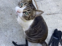 ご近所で盗みを繰り返す泥棒猫、その理由は飼い主にプレゼントするため