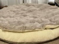 この部屋のどこかに犬が隠れています　あなたは探し当てられる？