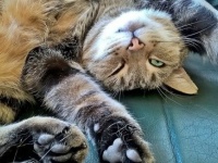 猫が飼い主にお腹を見せるのはなぜ？動物行動学者たちの答え
