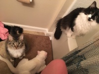 ほっとけないよ！飼い主を決して1人にさせないペットたちのいる風景