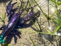 「アマゾンにいそう」「似たようなのをイオンで捕獲した」　田んぼの中の〝ド派手ザリガニ〟に3万人注目