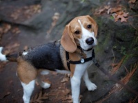 ウクライナで大活躍中の爆発物探知犬。90個もの爆発装置を除去