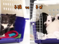 子猫ズと子犬ズ、はじめてのご対面。さてどうなることやら・・・