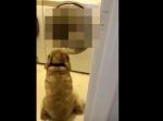 じぃ〜っと洗濯機を見つめるワンちゃん。その視線の先には…？