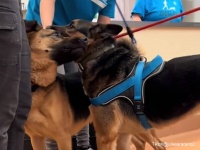 これからもずっと一緒だよ。長い間施設で暮らし大親友になった2匹の犬が同じ家族に引き取られる