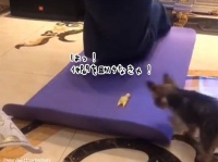 仲間を助けなきゃ！飼い主からおもちゃを救い出そうとする犬