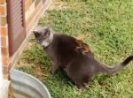 「どこいったニャ！？」　自分の背中に隠れたリスに気づかない猫。