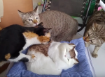 ビビリすぎ！　“人形の猫”に触れた猫たちの反応が激しくカワイイ