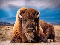 永久凍土から発見された保存状態の良い絶滅種の古代バイソンからクローンを作る試み