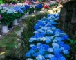清らかに流れるような〝紫陽花の川〟が美しい　奈良の「あぢさゐ回廊」今年も絶景