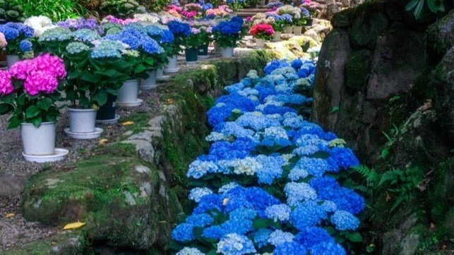 清らかに流れるような〝紫陽花の川〟が美しい 奈良の「あぢさゐ回廊」今年も絶景