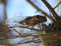 タチの悪い性病のごとくセミに感染し、次々とゾンビ化させる幻覚性菌類（米研究）
