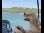 気持ち良さそう！　ボートの運転席で風を感じるワンちゃん。