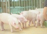 酔った牧場主が家畜のブタに“アソコ”を噛みちぎられた結果⇒