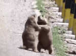 高山に住むリスの仲間“マーモット”のひょうきんすぎる力くらべが可愛すぎる！