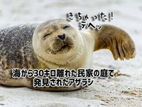 アザラシよ、なぜそこに？海から30kmも離れた民家の庭でくつろぐ姿に住民驚愕（イギリス）