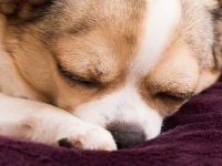 犬が寝る前にくるくる回る2つの理由【犬ライフハック】