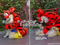 ディズニーランドで大好きなティガーさんに会えた犬、うれしくてお腹を出してしまう