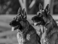 かつて米軍には超能力犬がいた。テッシーとビニーの物語（アメリカ）