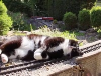 危ない！早くどいて！特撮のワンシーンみたい？巨大猫、線路に横たわって列車の進路を妨害する