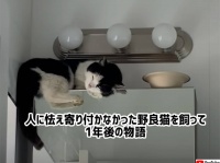 人に怯えてそばに寄せ付けなかった野良猫を家族に。根気強い愛情で1年後、ついに膝に乗ってくるほど距離が縮まる