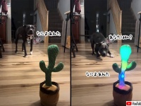 なによあんた！なによあんた！ものまねサボテンの登場で混乱する犬