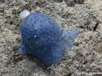 トゲトゲのスライム？カリブの海底で、未知なる青いクリーチャーが発見される