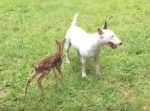 まるで長年一緒に育ったみたい♪　ブルテリアが迷子の子鹿と仲良しに！