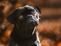 貨物列車の運転手が線路脇でおびえている犬を発見。ためらうことなく列車を停止させ犬を救う