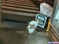 仲間の猫が交通事故に。その亡骸を入れた箱の前で悲しみの鳴き声を上げる猫