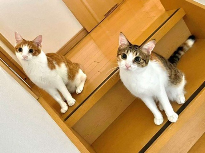 鏡みたい（画像は＠tunamayo_catsさん提供）