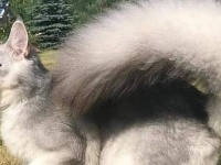 このモフふわ尻尾は…猫の尻尾がゴージャスすぎて、前世についてReddit民が語り合う