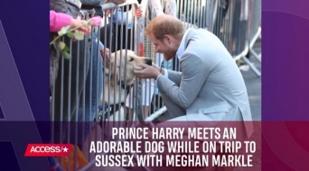 英ヘンリー王子とメーガン妃、サセックス初訪問で犬との触れ合いを楽しむ姿が話題に