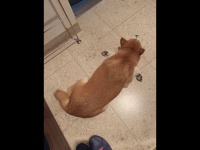 柴犬のゆう（always_with_yu