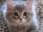 一体どうなの？　愛猫のクローン猫を飼う飼い主