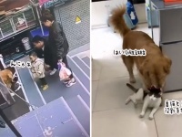 またおまえか！玄関前を塞いでいた猫、犬に撤収される