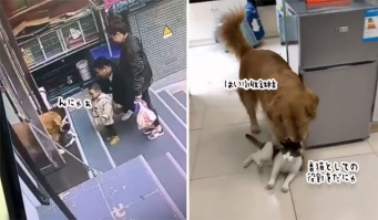 またおまえか！玄関前を塞いでいた猫、犬に撤収される