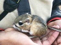 絶滅したと思われていたかわいい生き物「カンガルーネズミ」が32年ぶりに発見される（メキシコ）